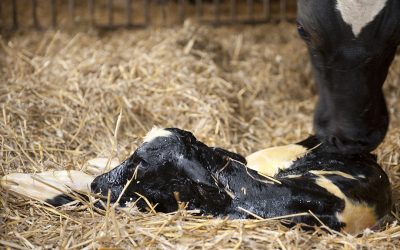 Optimising the post-freshening period for dairy cows Photo: Mark Pasveer