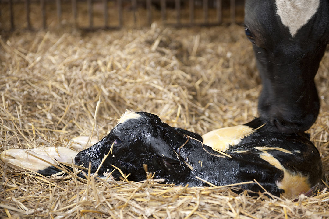 Optimising the post-freshening period for dairy cows Photo: Mark Pasveer