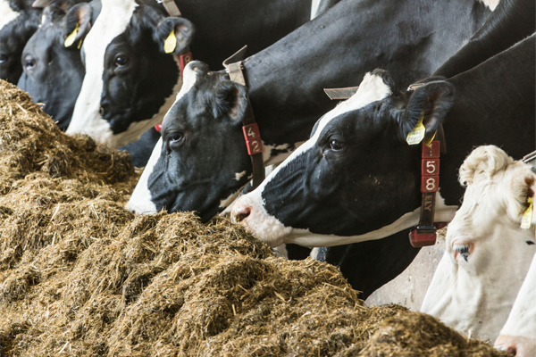 Concerns for the future of the Russian dairy industry