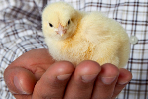 EU endorses ingredient beneficial for breeding hens
