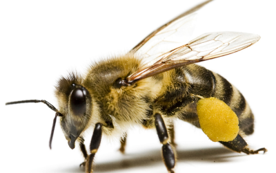 EFSA to update neonicotinoid assessments