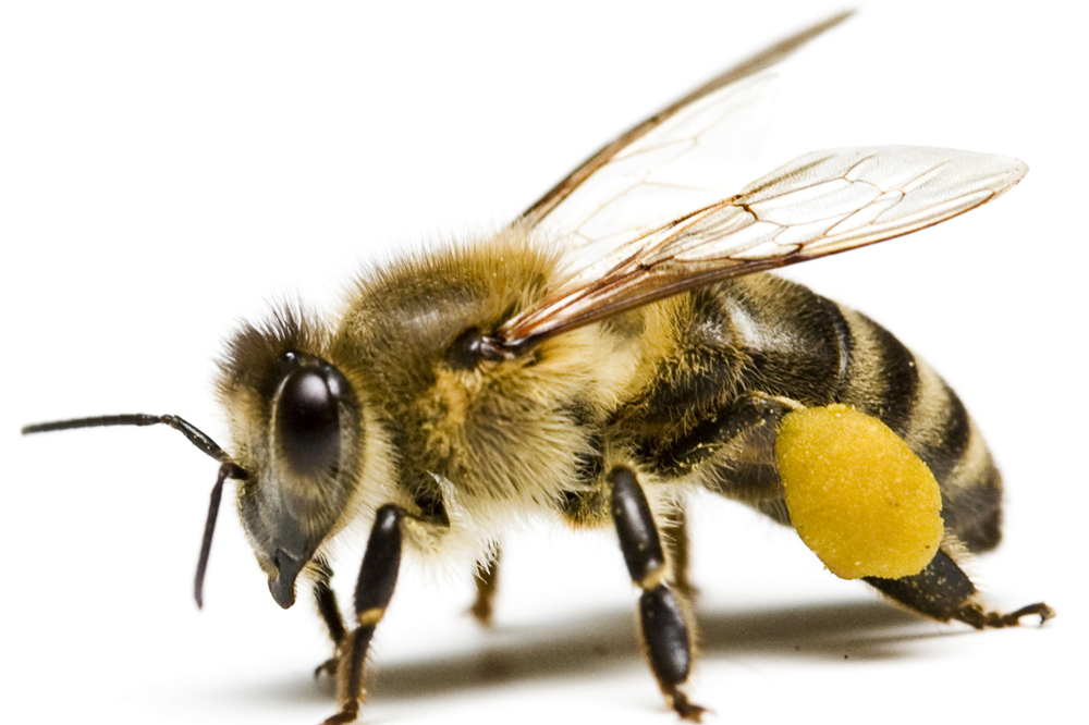 EFSA to update neonicotinoid assessments