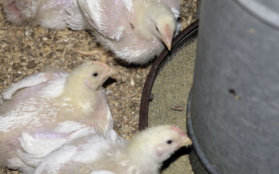 Animine introduces HiZox for poultry feeds