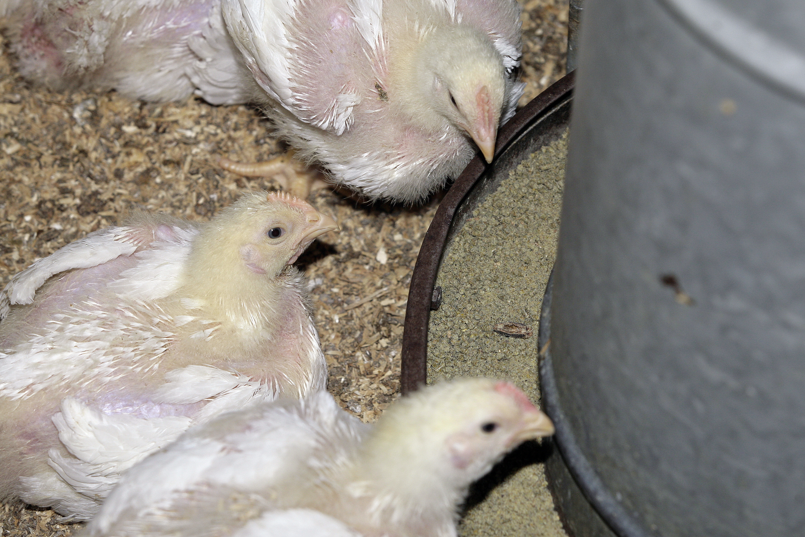 Animine introduces HiZox for poultry feeds