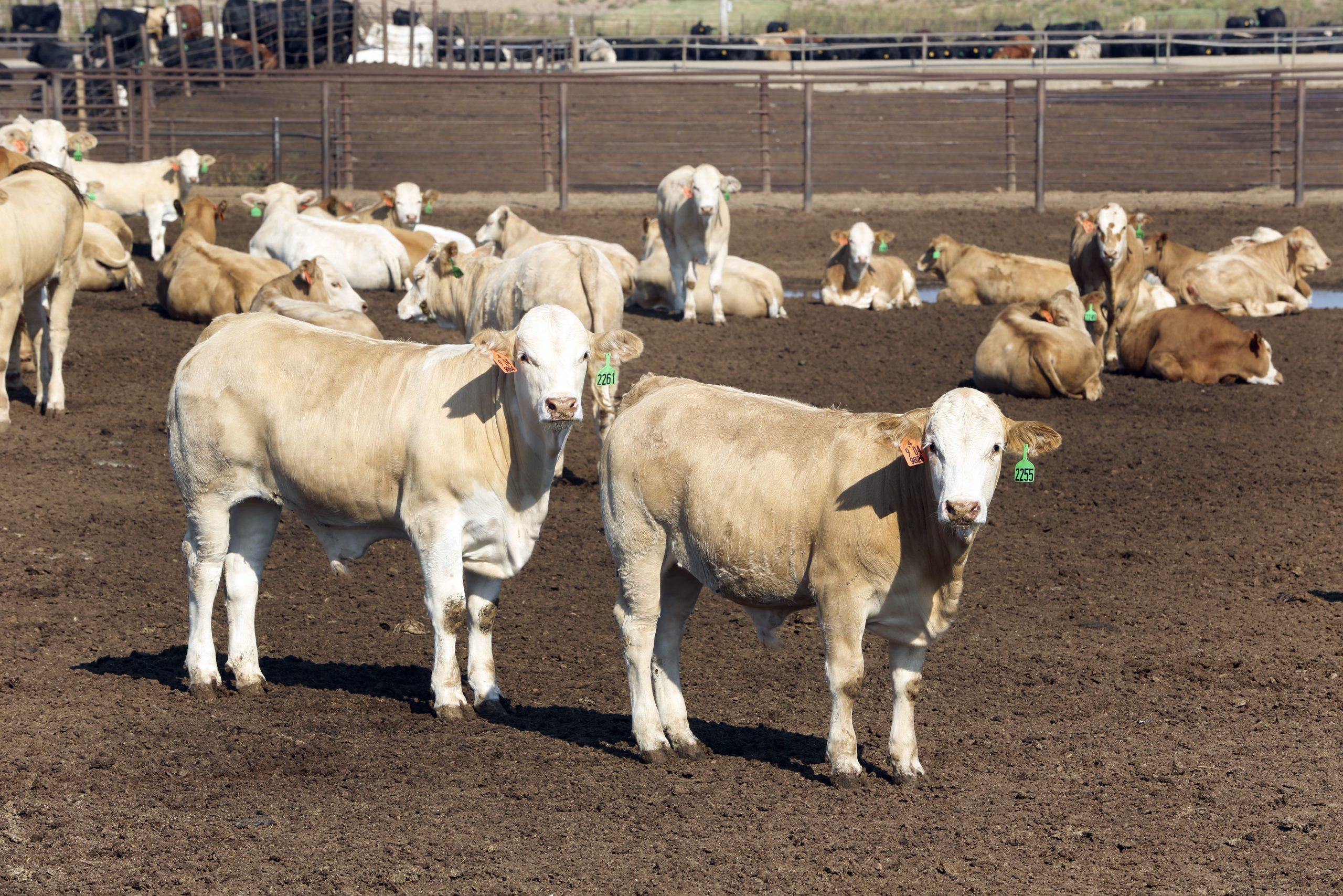 Rabobank: Growth in animal protein markets. Photo: Henk Riswick