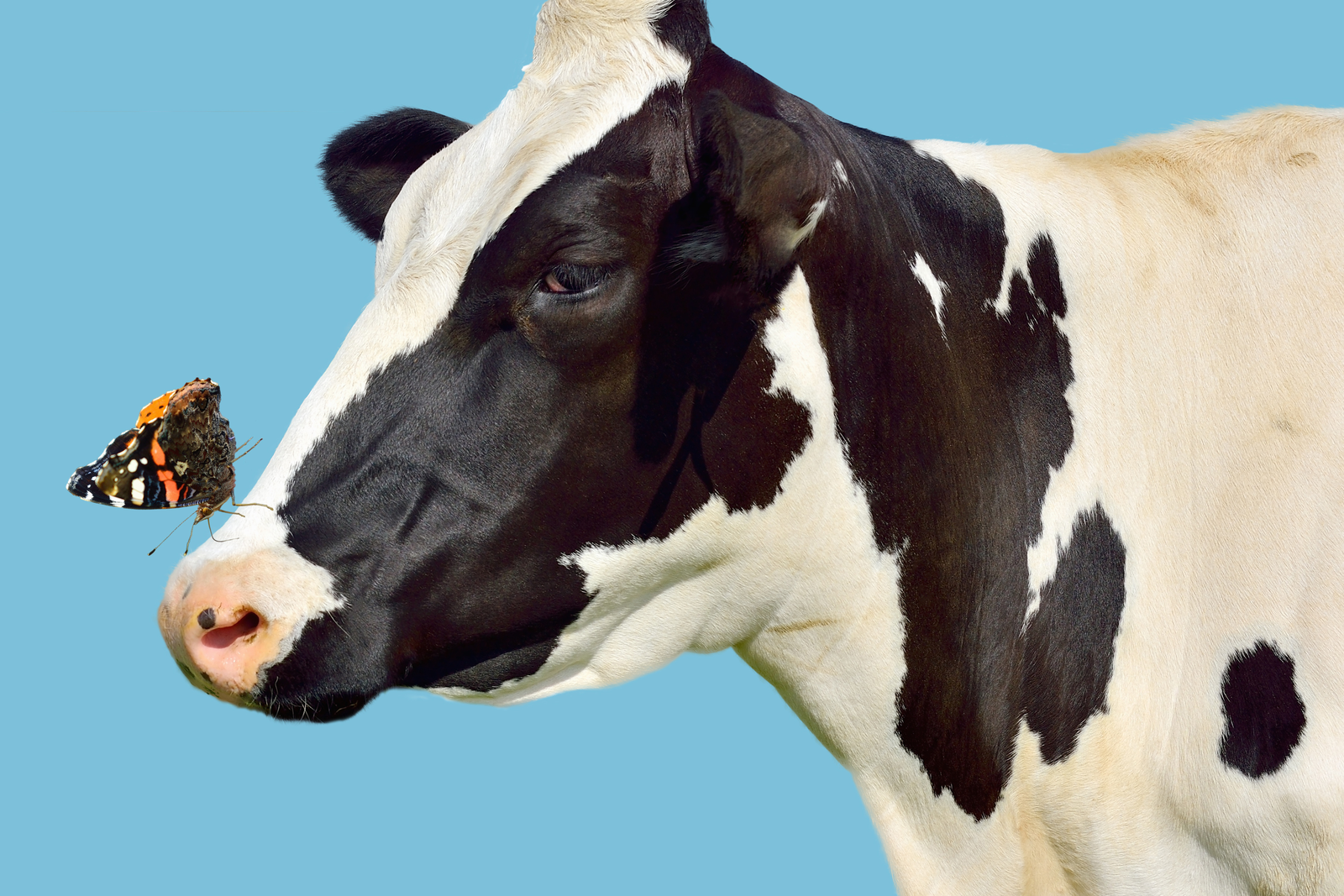 Happy cows make more nutritious milk