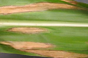 US: Weather related diseases infecting some corn crops
