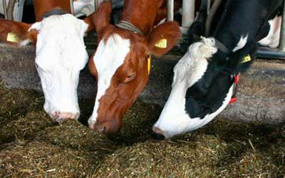 Symposium: Feed efficiency in dairy cattle