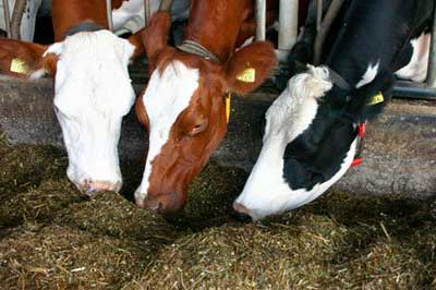 Symposium: Feed efficiency in dairy cattle