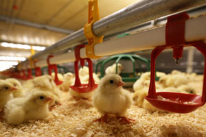 InVivo launches poultry pre-starter feed