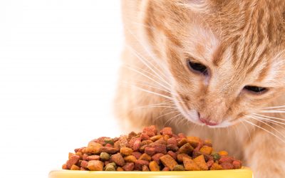 Effect of functional pet food ingredients.