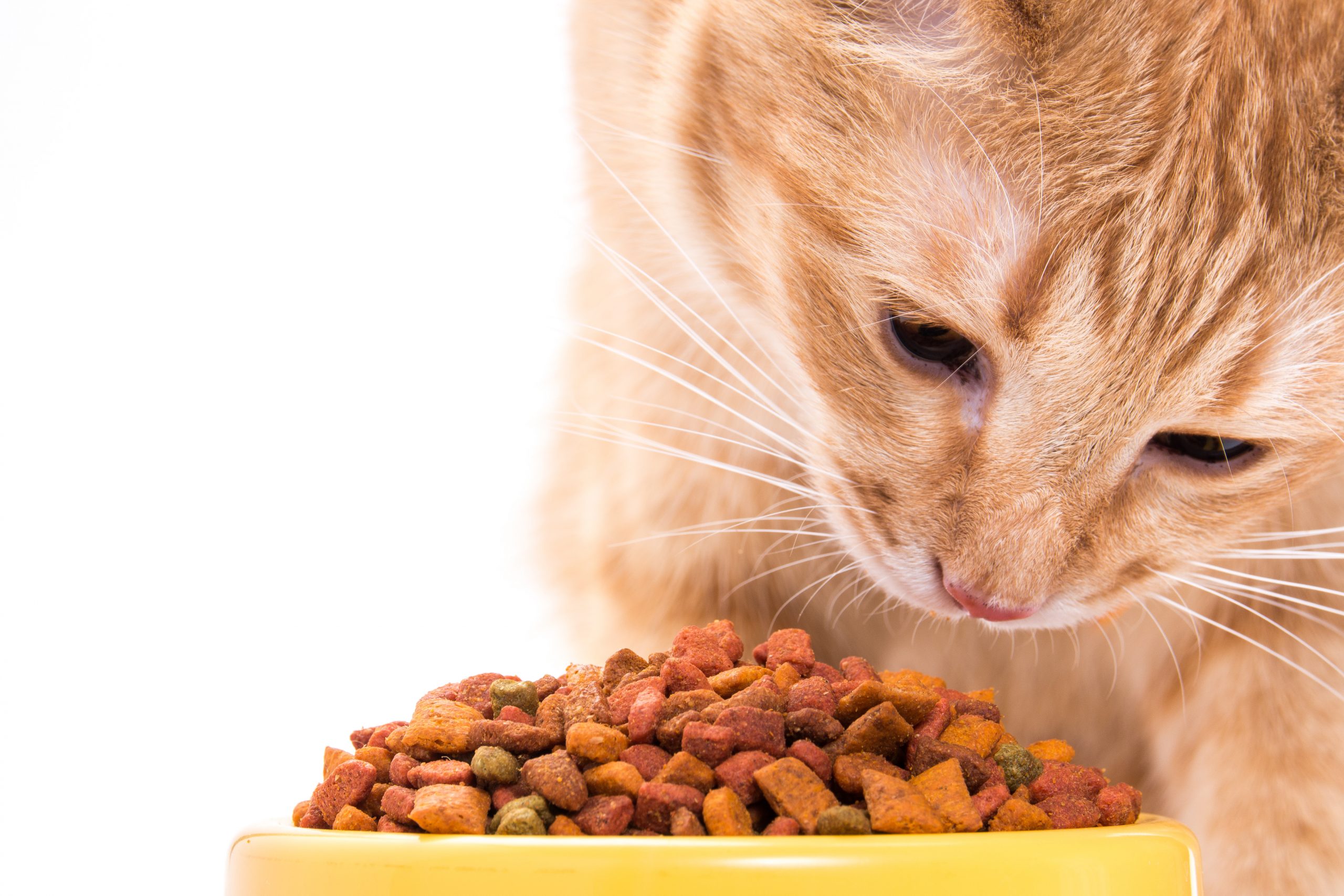 Effect of functional pet food ingredients.