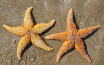 Common starfish can be amply found in the waters around Denmark. <br />[Photo: Shutterstock
