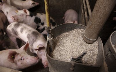 And whilst the possible effects of Covid-19 on supply chains will not be related to pig biosecurity,  we simply don t know what we don t know,  says Duncan Rowland, executive officer at the Stock Feed Manufacturers  Council of Australia. Photo: Hans Prinsen