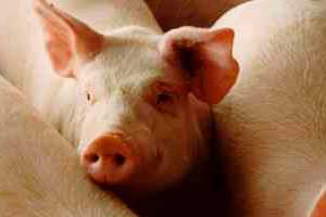 Study: Health concerns for pigs on GM feed