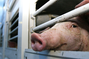 European Parliament: Limit time of animal transports