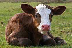 Amino acid for healthier calves?