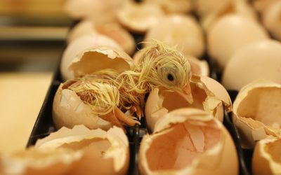 Supplementing poultry diets with hatchery waste