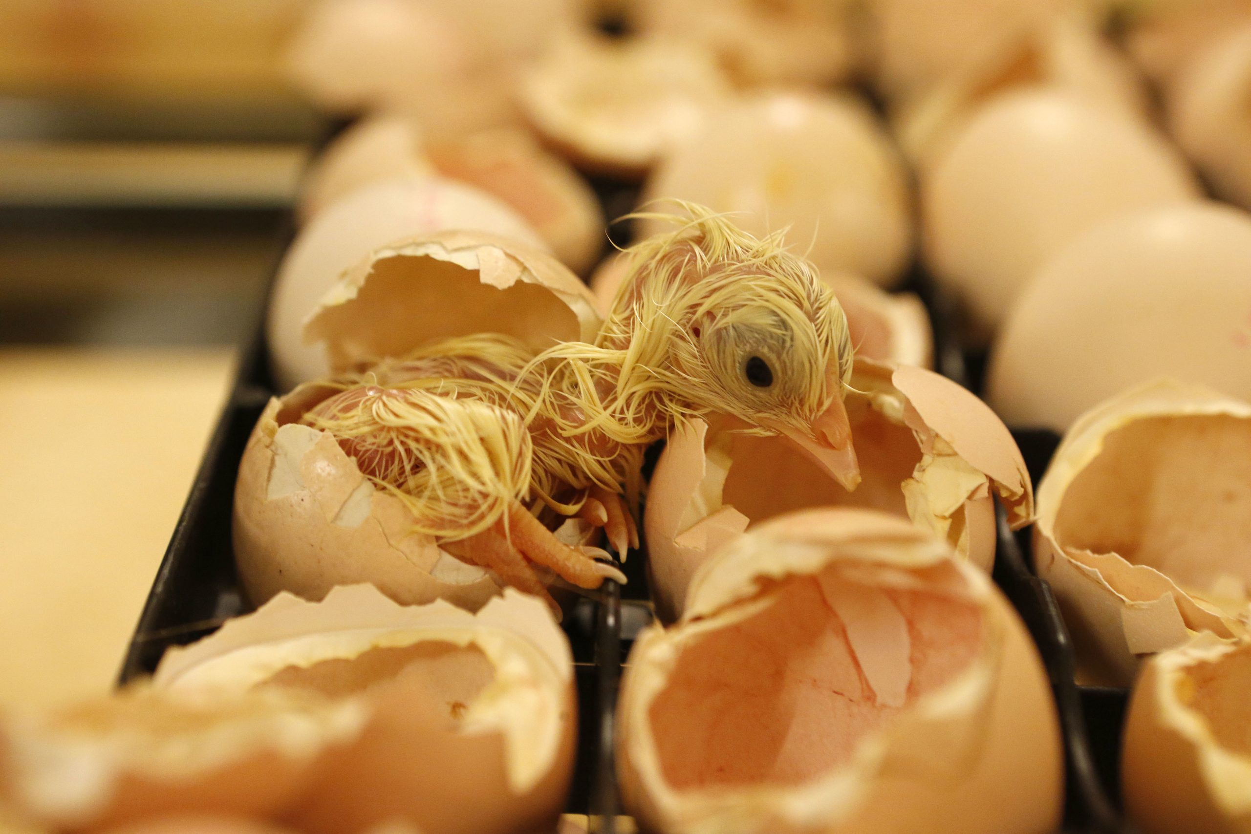 Supplementing poultry diets with hatchery waste