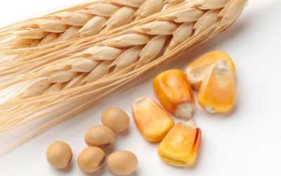 Ukraine anticipates higher feed grain exports