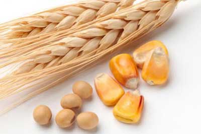Ukraine anticipates higher feed grain exports
