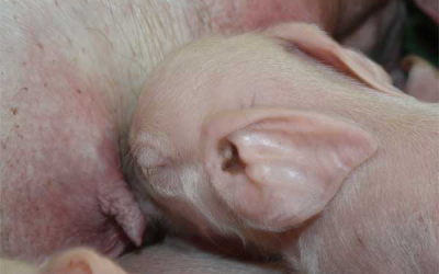 Study: Effect of group housing on piglet feeding