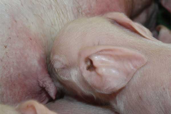 Study: Effect of group housing on piglet feeding