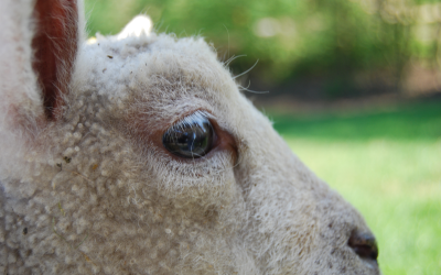 Chronic copper poisoning in sheep