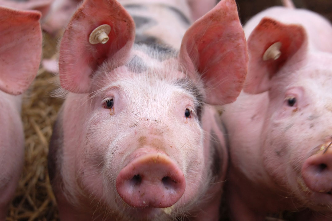 China s antibiotic plan and its effect on the feed industry. Photo: RBI