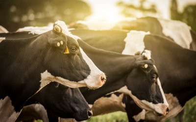 Cows with heat stress profit from direct fed microbial