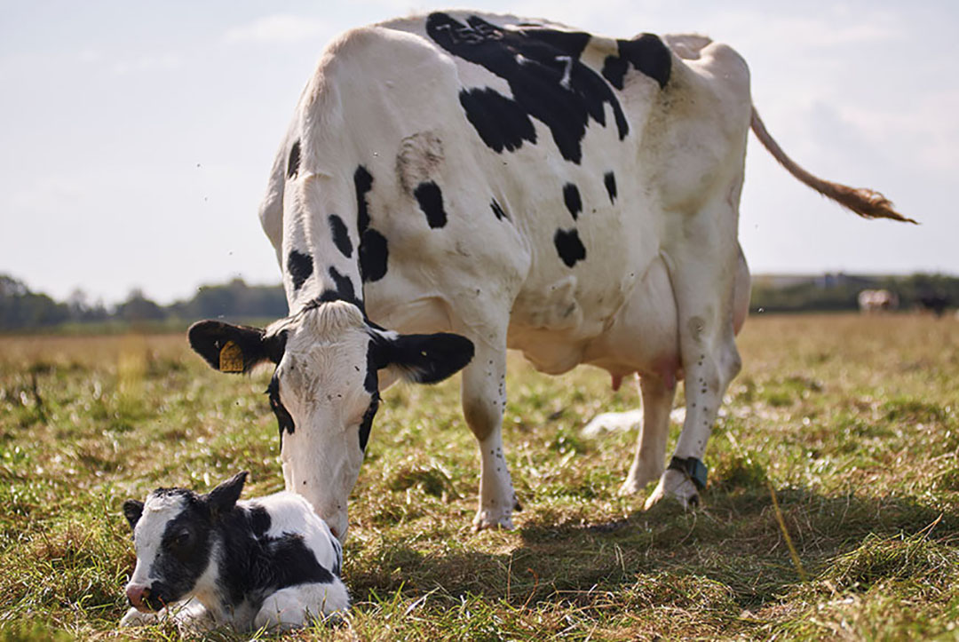 Improving dairy cow reproduction through nutrition - All About Feed