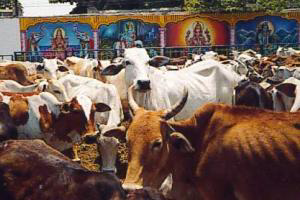 Jammu & Kashmir Govt. to make cattle feed available