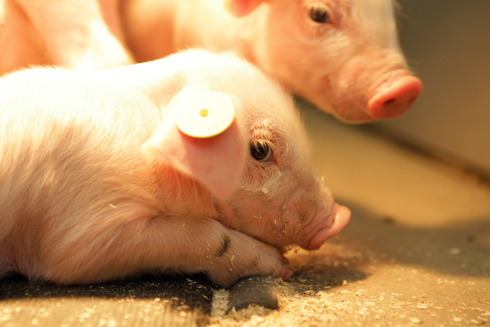 Online tool available to help optimise piglet diets