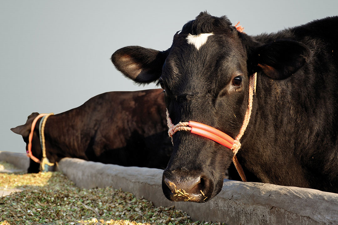 Bacillus sp. is highly resistant to heat and harsh gastric condition because of spore forming, promising them ideal as food additives for mammals. Photo: Shutterstock