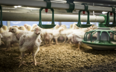 Supporting poultry gut health with essential oils. Photo: Bertil van Beek