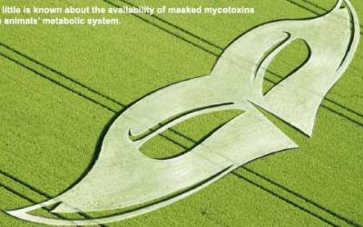 Physiological disturbance caused by mycotoxins
