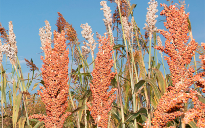 US sorghum exports reach 19-year high on China demand