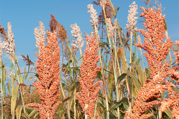 US sorghum exports reach 19-year high on China demand