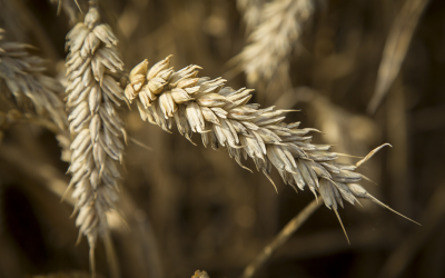 While yield will always be an important metric when evaluating the efficiency of a crop management system, nutritional value is an agronomic trait that has a profound influence on general health and well-being. <em>Photo: Koos Groenwold</em>