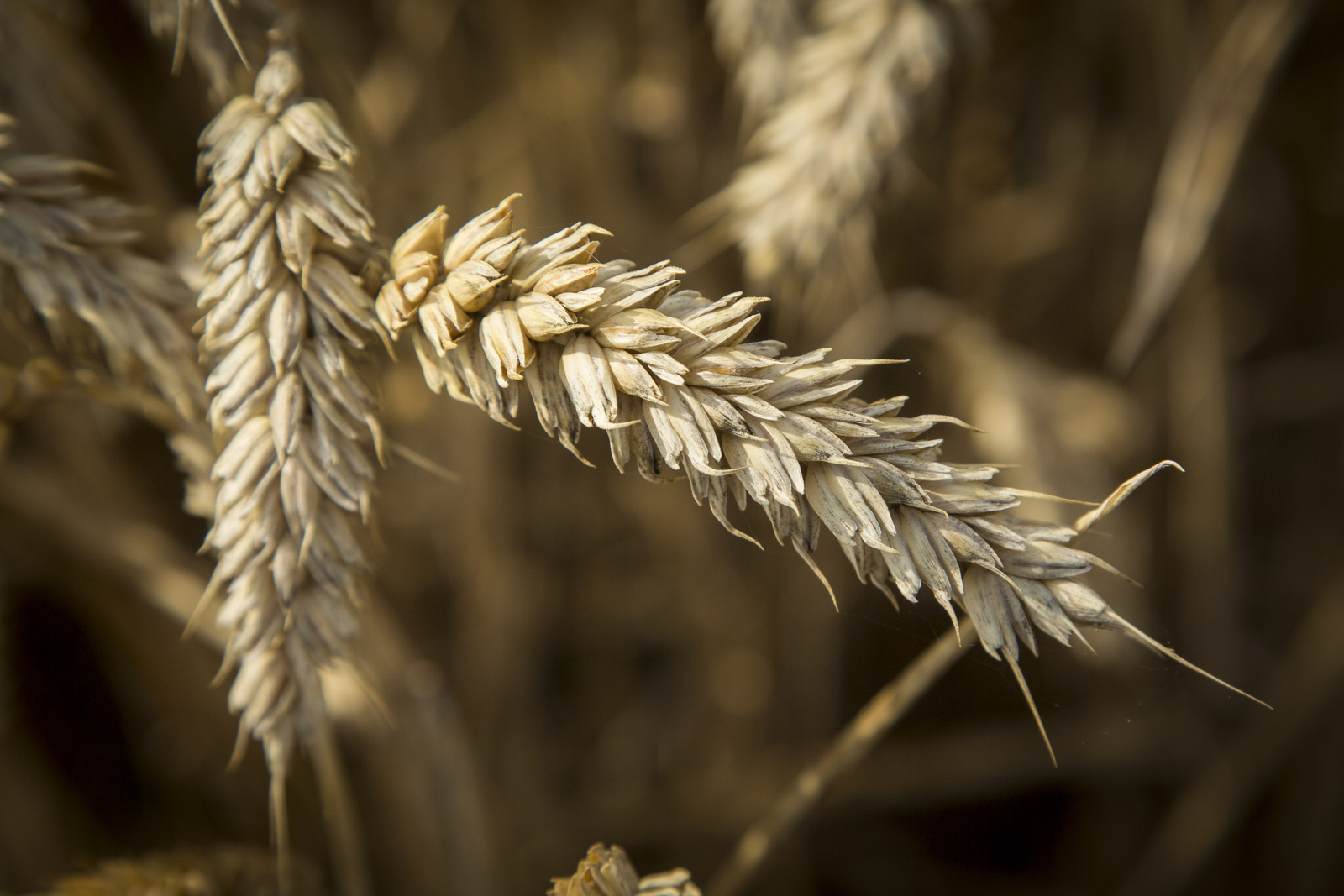 While yield will always be an important metric when evaluating the efficiency of a crop management system, nutritional value is an agronomic trait that has a profound influence on general health and well-being. <em>Photo: Koos Groenwold</em>