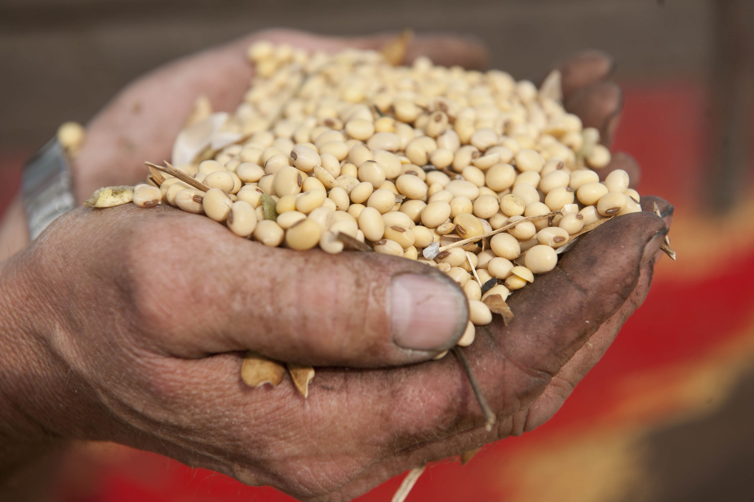 Country of origin influences value of soybean meal. Photo: Mark Pasveer