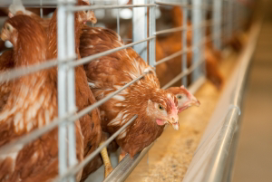 Layer hens in a cage system.