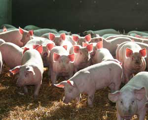 Versatility of enzyme contributes in reducing pig production costs