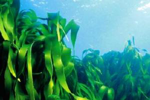 Seaweed species suggests promising nutritive value