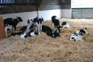 Last calves culled in Dutch feed scare