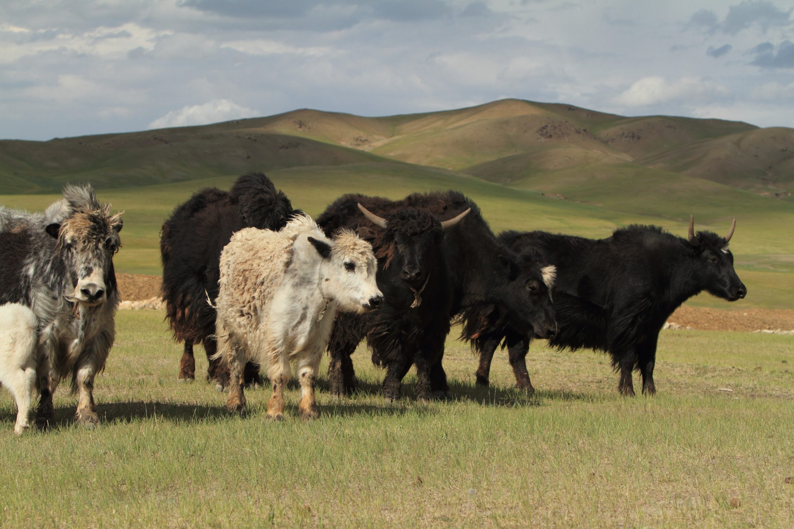 Agribusiness potential for Cambodia, Mongolia and Myanmar. Photo: Shutterstock