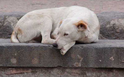 Dogs may have been used to make Petfood and animal feed