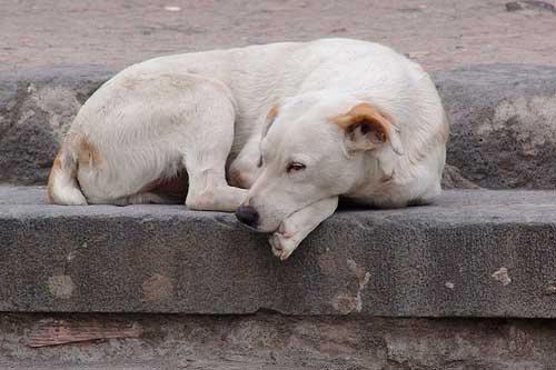 Dogs may have been used to make Petfood and animal feed