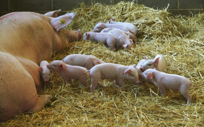 Smart and flexible dosing of phytase for pigs.