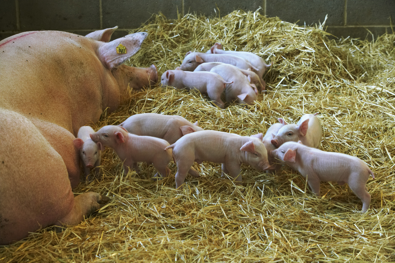 Smart and flexible dosing of phytase for pigs.